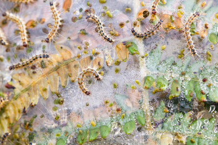 Fern leaf destroyed by a group of caterpillars in forest.の写真素材