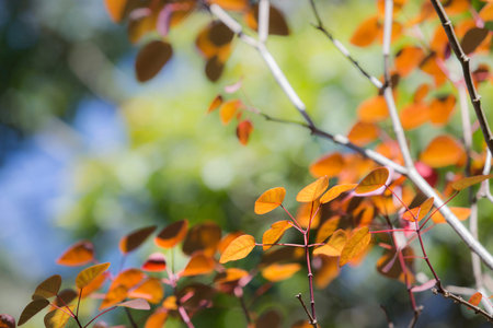 Beautifil colored leafs in autumn background
