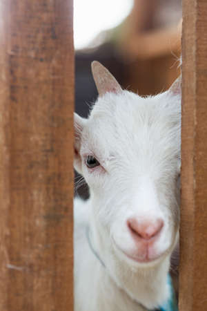 goat in farmの写真素材