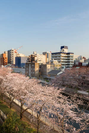 Sakura Festival , Cherry blossom near Ooyokogawa river , Tokyo, Japanの写真素材