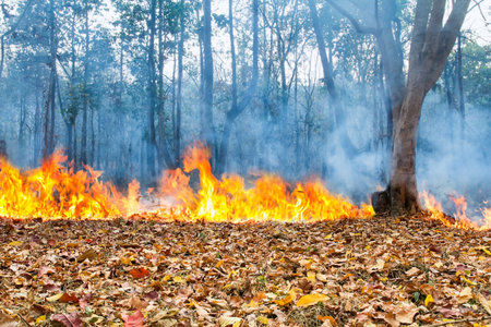 wildfire  burning in tropical forest ,Thailand