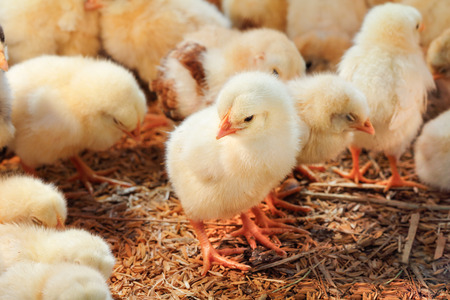 Baby chicken in poultry farmの写真素材