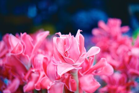 Torch ginger in flowers market ,Chiang mai ,Thailand.の写真素材