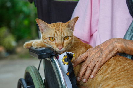 Pet therapy for the Elderly . Pets make patients healtier and happier.の写真素材