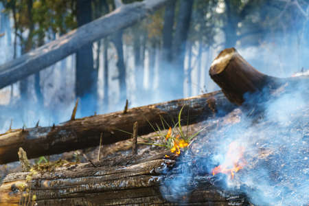 After rain forest fire disaster is burning caused by humansの写真素材