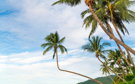 Tropical beach with coconut trees. Koh Samui, Thailand