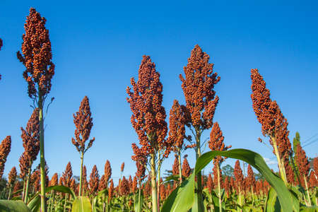 Sorghum also called great millet, Indian millet are cereal grain plant of the grass familyの写真素材