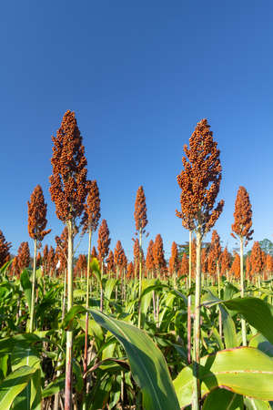 Sorghum also called great millet, Indian millet are cereal grain plant of the grass familyの写真素材