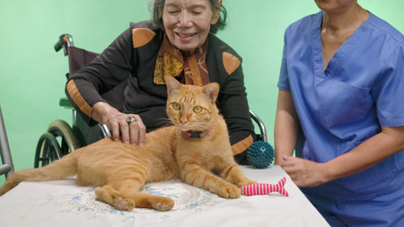 Pets Therapy Helps Dementia Elderly on Chroma Key Background.の写真素材