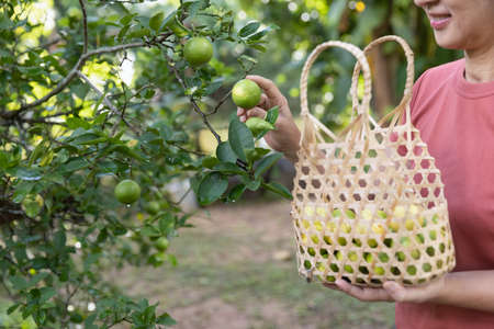 Female hand picking limes from the tree during harvestingの写真素材