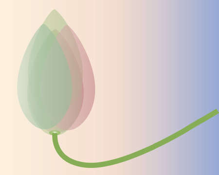 Lotus flower の写真素材