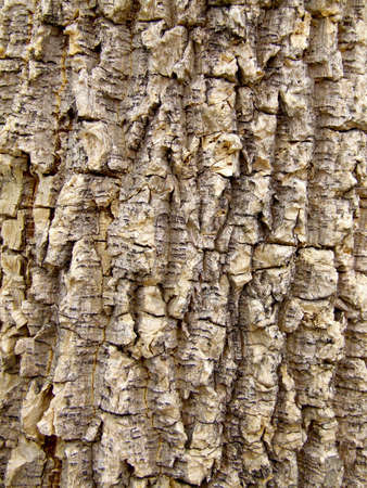 Texture shot of brown tree barkの写真素材