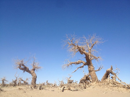 Strange forest ejina Inner Mongolia の素材