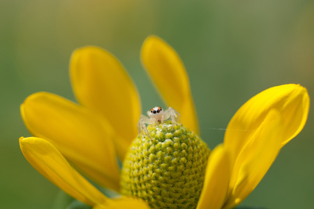 Spider on Flowerの写真素材