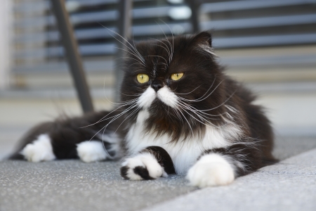 Lying catの写真素材