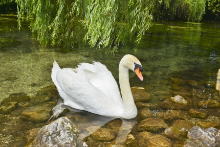 Swan swimming in the pondの写真素材