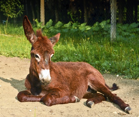Recumbent donkeyの写真素材