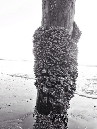 barnacles on the pier 