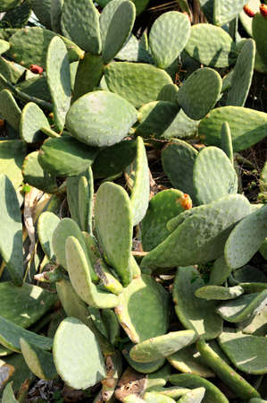 A Prickly Pear Cactus with fruit, St Julians, Valletta, Malta, Europeの写真素材