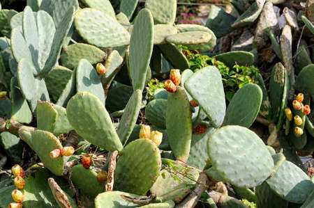 A Prickly Pear Cactus with fruit, St Julians, Valletta, Malta, Europeの写真素材