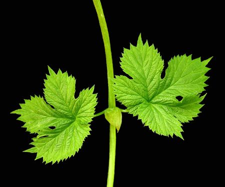 Two leafsの写真素材