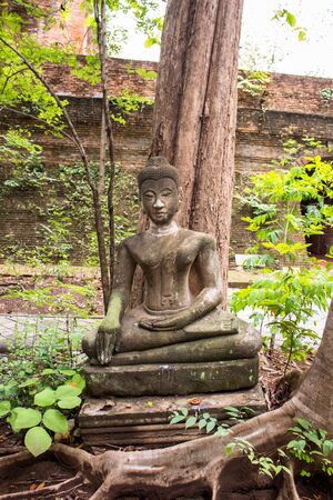 old buddha statues on the treeの写真素材