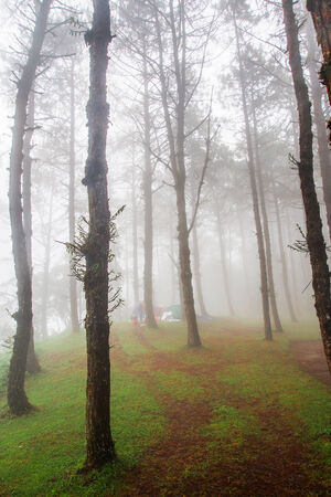 cold pine forest with fogの写真素材