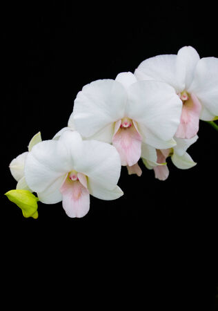 three white orchid Phalaenopsis on black backgroundの写真素材