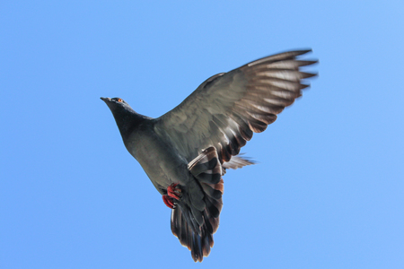 flying grey pigeon with blue skyの写真素材