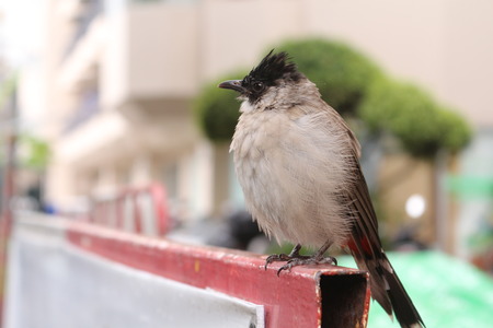 beautiful wild bird standing stillの写真素材