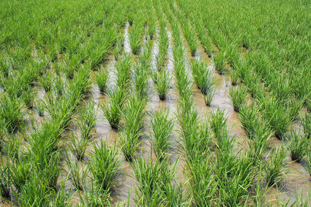 green rice fields around with waterの写真素材