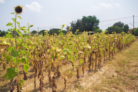 dry and ruin sunflower fieldの写真素材