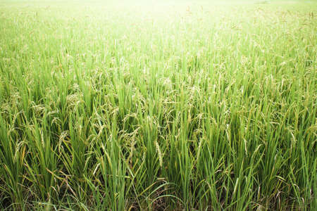 green rice field with light radiusの写真素材