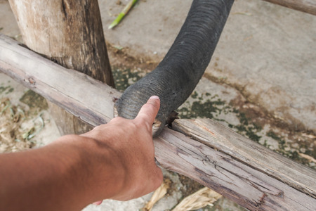 humam hand touching trunk elephant の写真素材