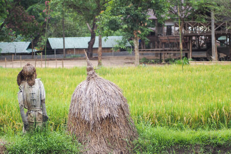Thai rice field nature environment with scarecrow and straw domeの写真素材