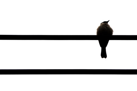 silhouette one bird standing on electric wireの写真素材