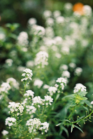 vintage style white flower film scanの写真素材