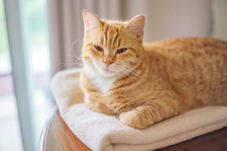 ginger cat laying on fluffy towelの写真素材