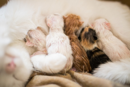 new born cats with white mother cat  focus on baby catsの写真素材