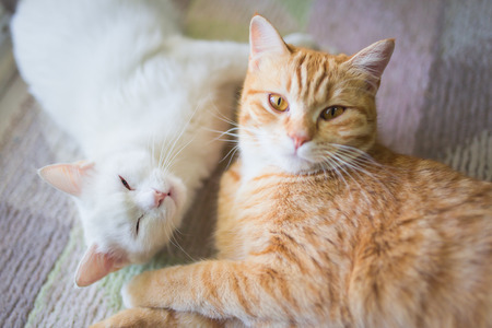 White and ginger yellow cat sleep togetherの写真素材