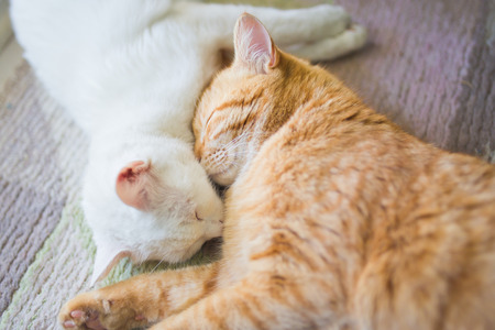 White and ginger yellow cat sleep togetherの写真素材
