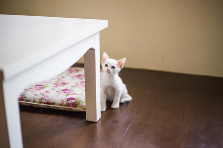 lonely white kittenの写真素材
