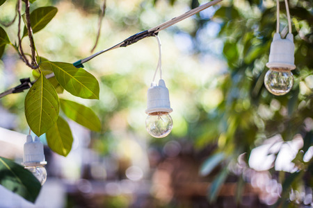 light bulbs in gardenの写真素材