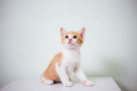 little cute cat sittingの写真素材