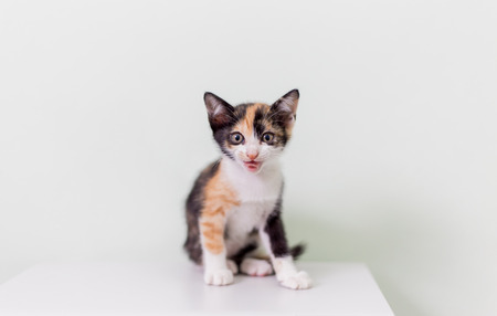 little cute cat sittingの写真素材