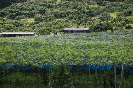Country Grape Farmの写真素材