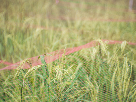 blur background rice field with red netの写真素材