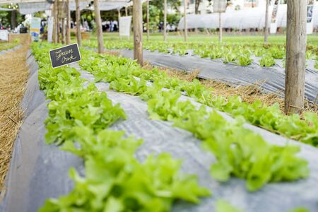 green oak lettuce fieldの写真素材