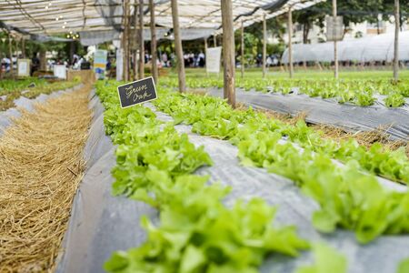 green oak lettuce fieldの写真素材
