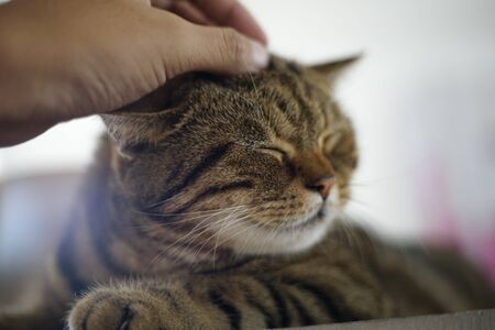 human hand petting grey-brown cat headの写真素材